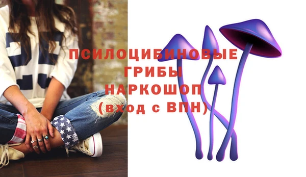 стаф Новокубанск