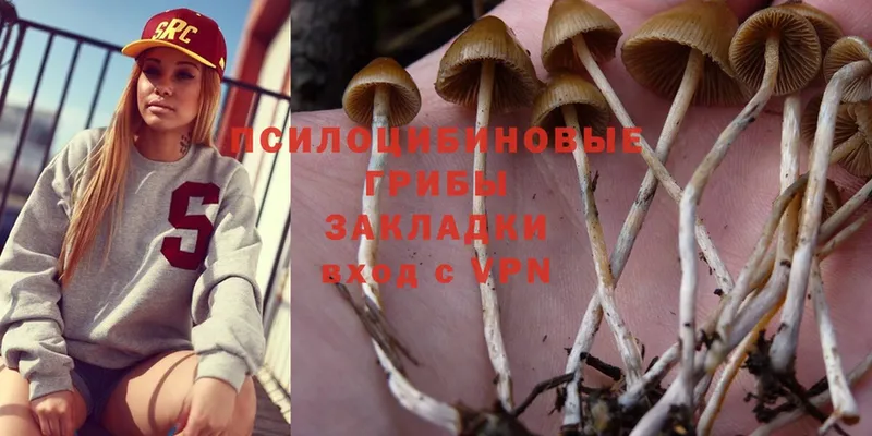 Галлюциногенные грибы Psilocybine cubensis  Суоярви 